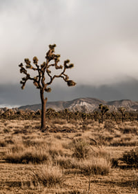Der ikonische Joshua-Baum in der Weite-7