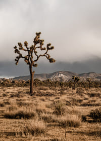 Arbre de Josué emblématique dans l'immensité-7