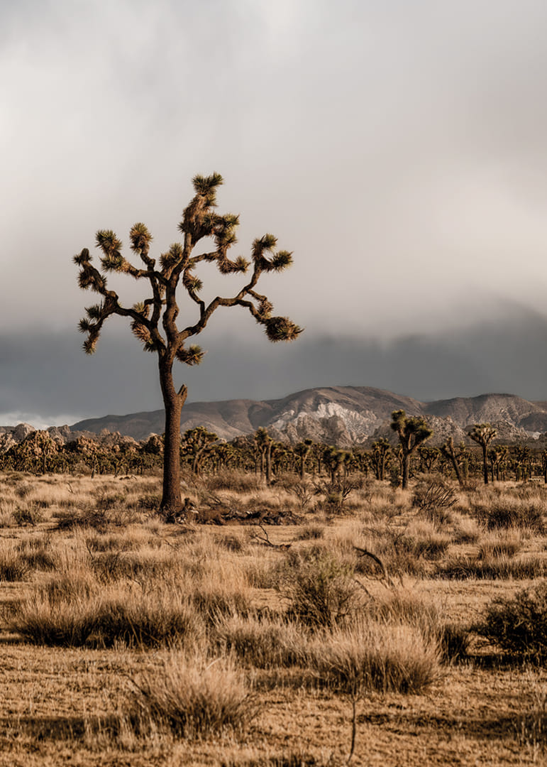 Arbre de Josué emblématique dans l'immensité-12