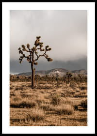 Arbre de Josué emblématique dans l'immensité-0