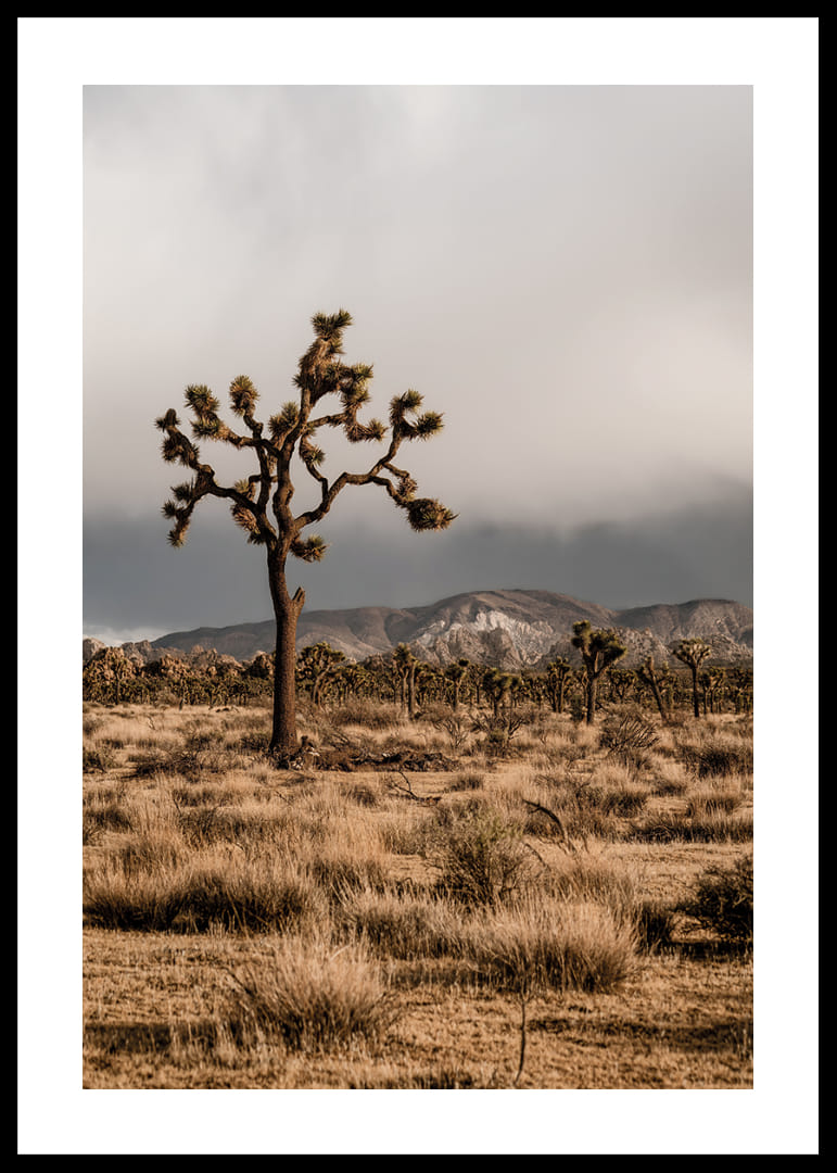 Arbre de Josué emblématique dans l'immensité-12