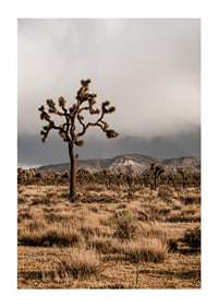 Der ikonische Joshua-Baum in der Weite-1