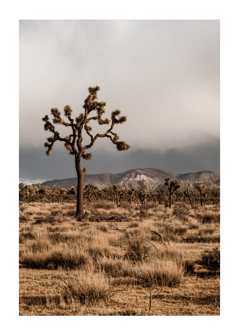 Arbre de Josué emblématique dans l'immensité-12