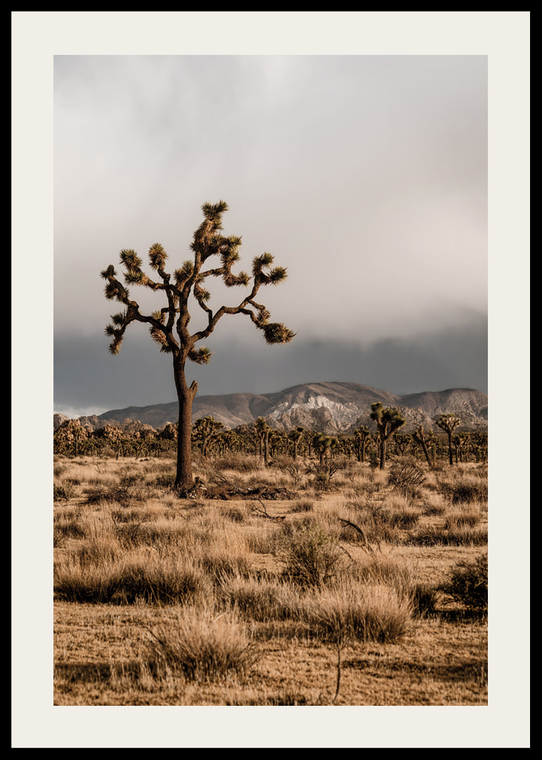 Der ikonische Joshua-Baum in der Weite-12