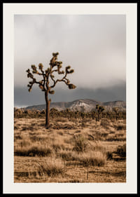 Arbre de Josué emblématique dans l'immensité-2