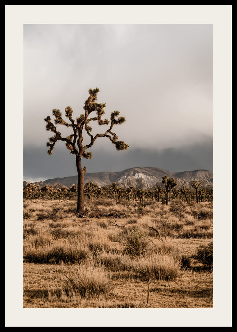 Arbre de Josué emblématique dans l'immensité-12