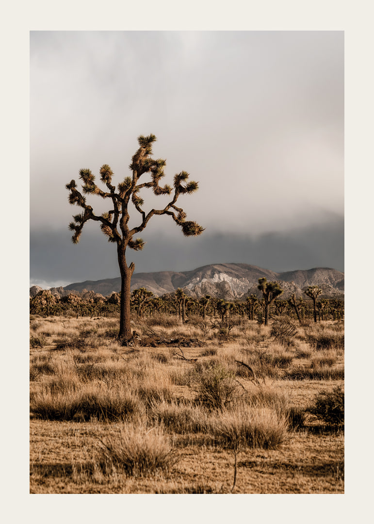 Der ikonische Joshua-Baum in der Weite-12