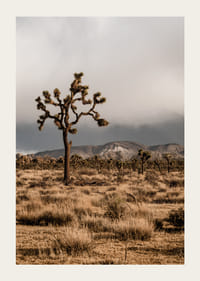 Arbre de Josué emblématique dans l'immensité-3