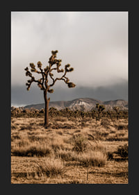 Der ikonische Joshua-Baum in der Weite-5