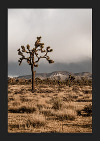 Arbre de Josué emblématique dans l'immensité-5