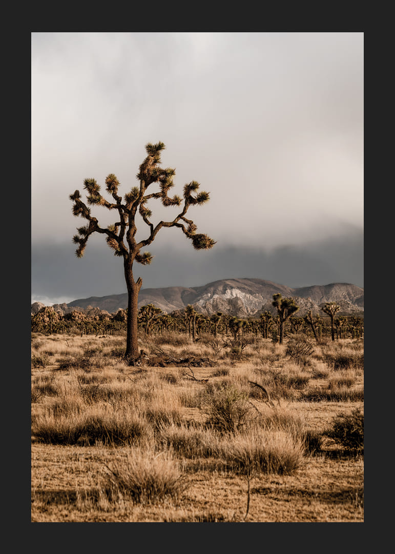 Arbre de Josué emblématique dans l'immensité-12