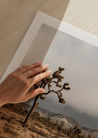 Arbre de Josué emblématique dans l'immensité-9
