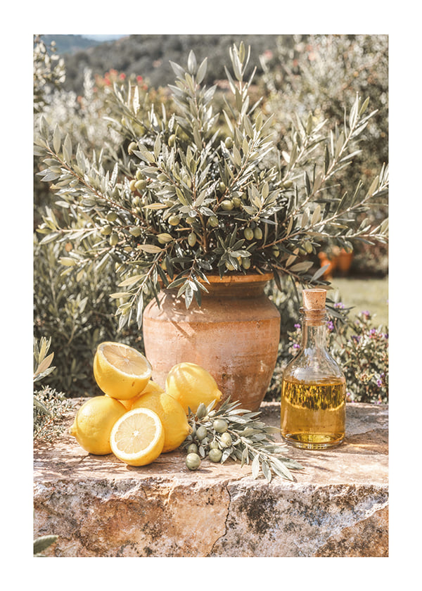Póster Olive Orchard Dream