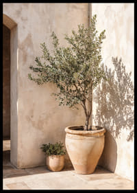 Olive trees in terracotta pots against a sun-warmed wall.-6