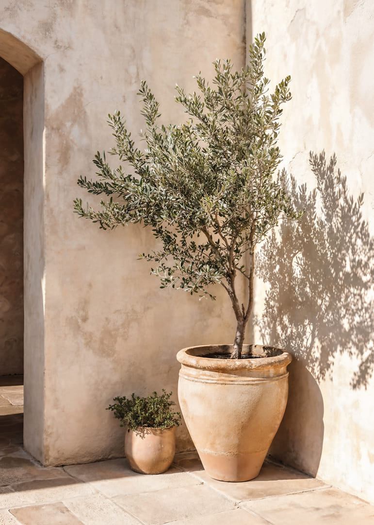 Olive trees in terracotta pots against a sun-warmed wall.-12