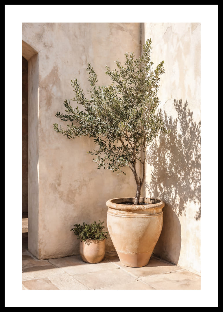 Olive trees in terracotta pots against a sun-warmed wall.-12