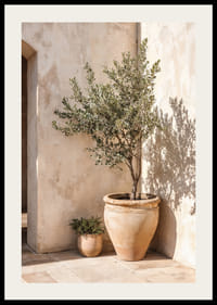 Olive trees in terracotta pots against a sun-warmed wall.-2