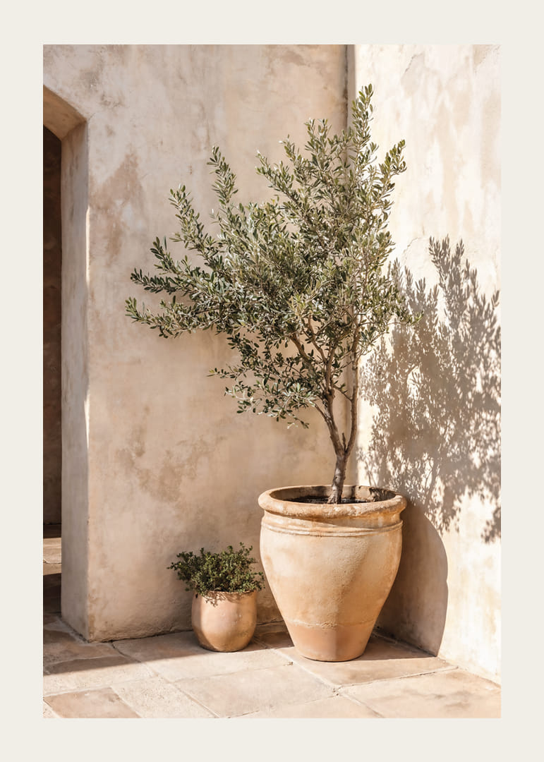 Olive trees in terracotta pots against a sun-warmed wall.-12