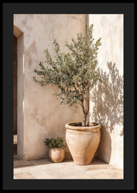 Olive trees in terracotta pots against a sun-warmed wall.-4