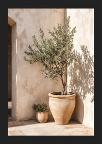 Olive trees in terracotta pots against a sun-warmed wall.-5