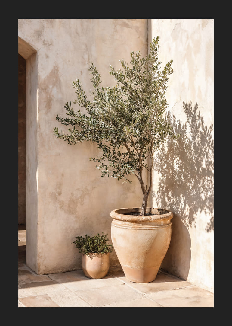 Olive trees in terracotta pots against a sun-warmed wall.-12