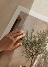 Olive trees in terracotta pots against a sun-warmed wall.-9