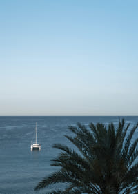 A sailboat on the horizon on a calm sea with a palm tree in the foreground.-7