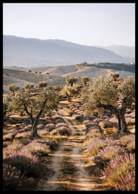 Un chemin de rêve à travers des champs de lavande baignés de soleil.-6