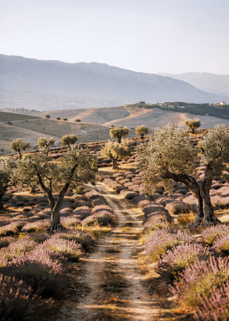 Un chemin de rêve à travers des champs de lavande baignés de soleil.-12
