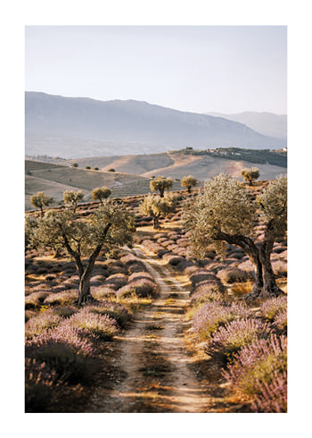 Poster Pathway To Calm