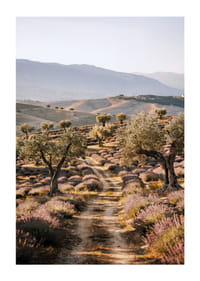Un chemin de rêve à travers des champs de lavande baignés de soleil.-1