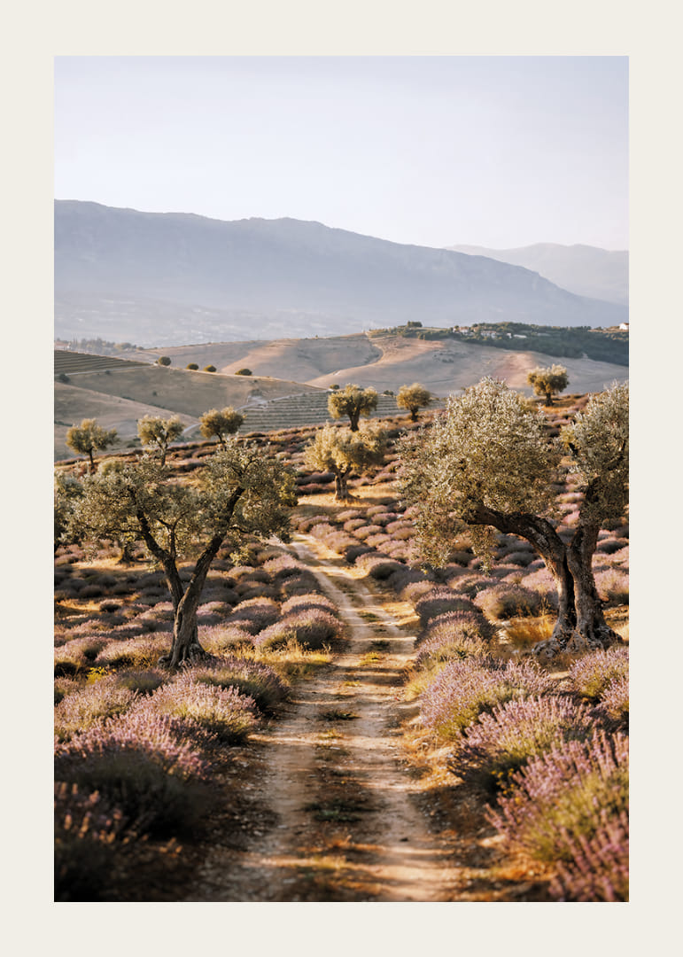 Un chemin de rêve à travers des champs de lavande baignés de soleil.-12