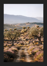 Un chemin de rêve à travers des champs de lavande baignés de soleil.-5