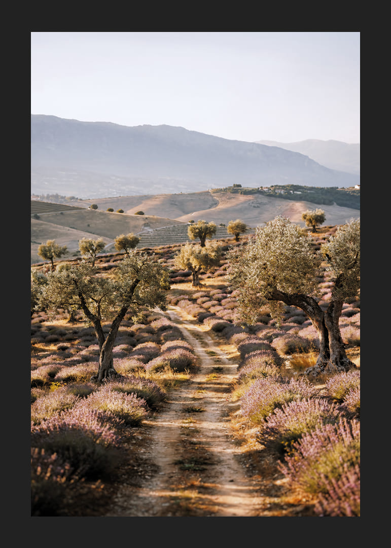 Un chemin de rêve à travers des champs de lavande baignés de soleil.-12