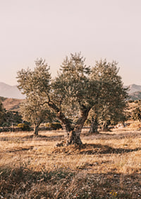 A sunlit olive grove exudes tranquility and timeless beauty.-7