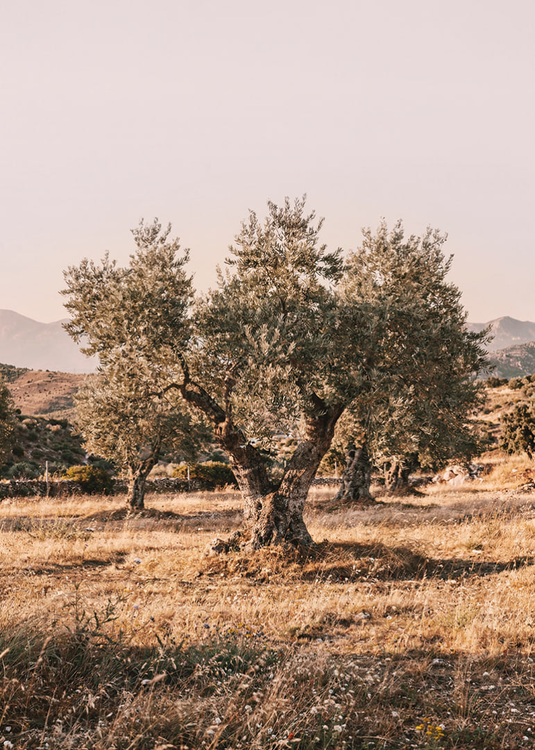 A sunlit olive grove exudes tranquility and timeless beauty.-12