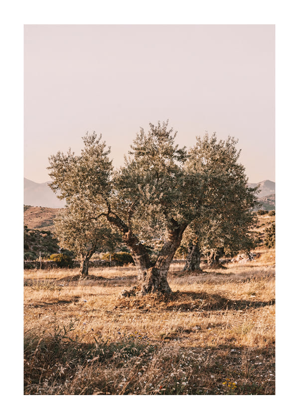 Plakāts Whispering Olive Grove