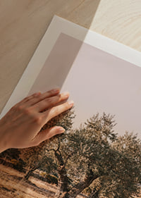 A sunlit olive grove exudes tranquility and timeless beauty.-9