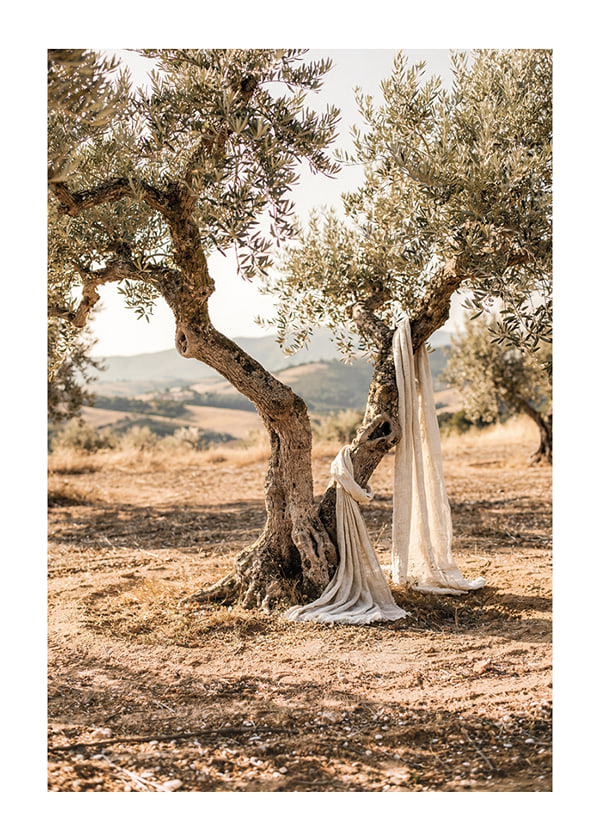 Poster Olive Grove Whisper