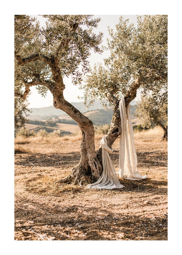 Plakāts Olive Grove Whisper