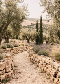 Un chemin parfumé à la lavande, entouré d'oliviers, crée une atmosphère de paix et d'harmonie.-7