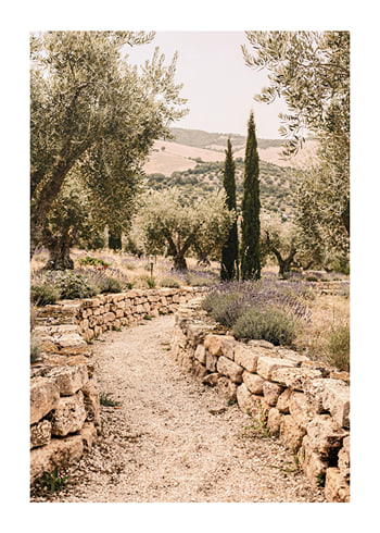 Poster Olives And Cypress