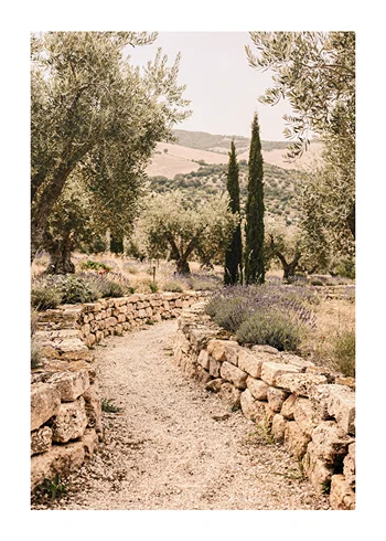 Poster Olives And Cypress