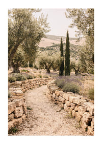 Un chemin parfumé à la lavande, entouré d'oliviers, crée une atmosphère de paix et d'harmonie.-1