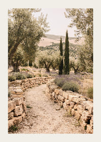 Un chemin parfumé à la lavande, entouré d'oliviers, crée une atmosphère de paix et d'harmonie.-3