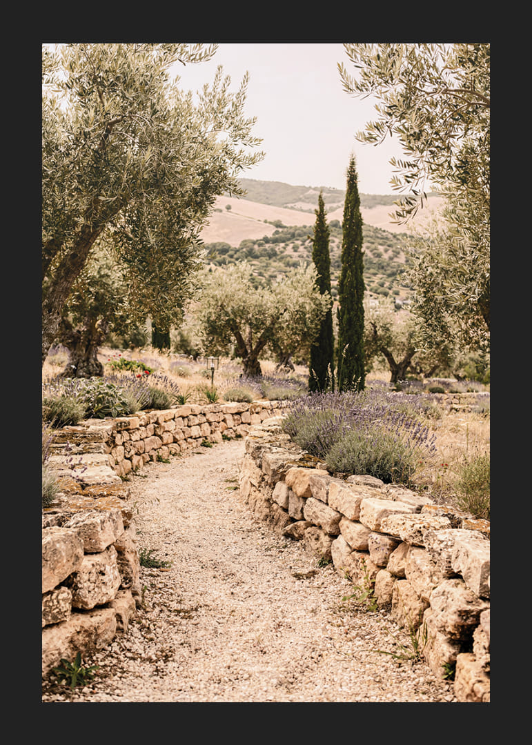 Un chemin parfumé à la lavande, entouré d'oliviers, crée une atmosphère de paix et d'harmonie.-12