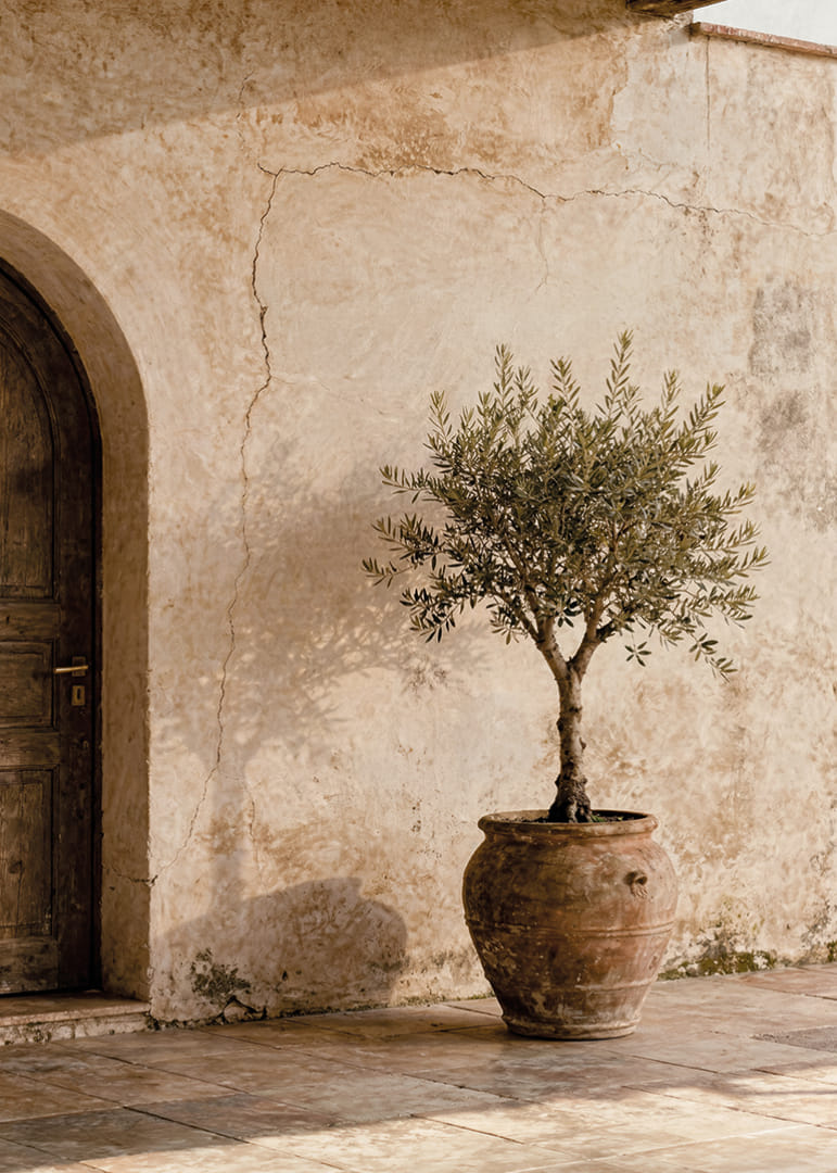 An olive tree in a rustic pot gives a calm Mediterranean feel.-12