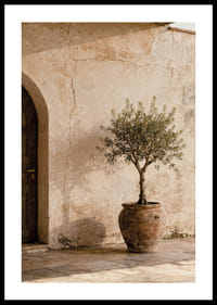 An olive tree in a rustic pot gives a calm Mediterranean feel.-0
