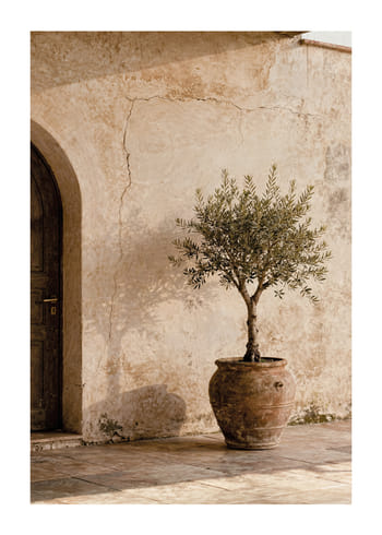 Poster Rustic Olive Plant