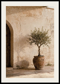 An olive tree in a rustic pot gives a calm Mediterranean feel.-2